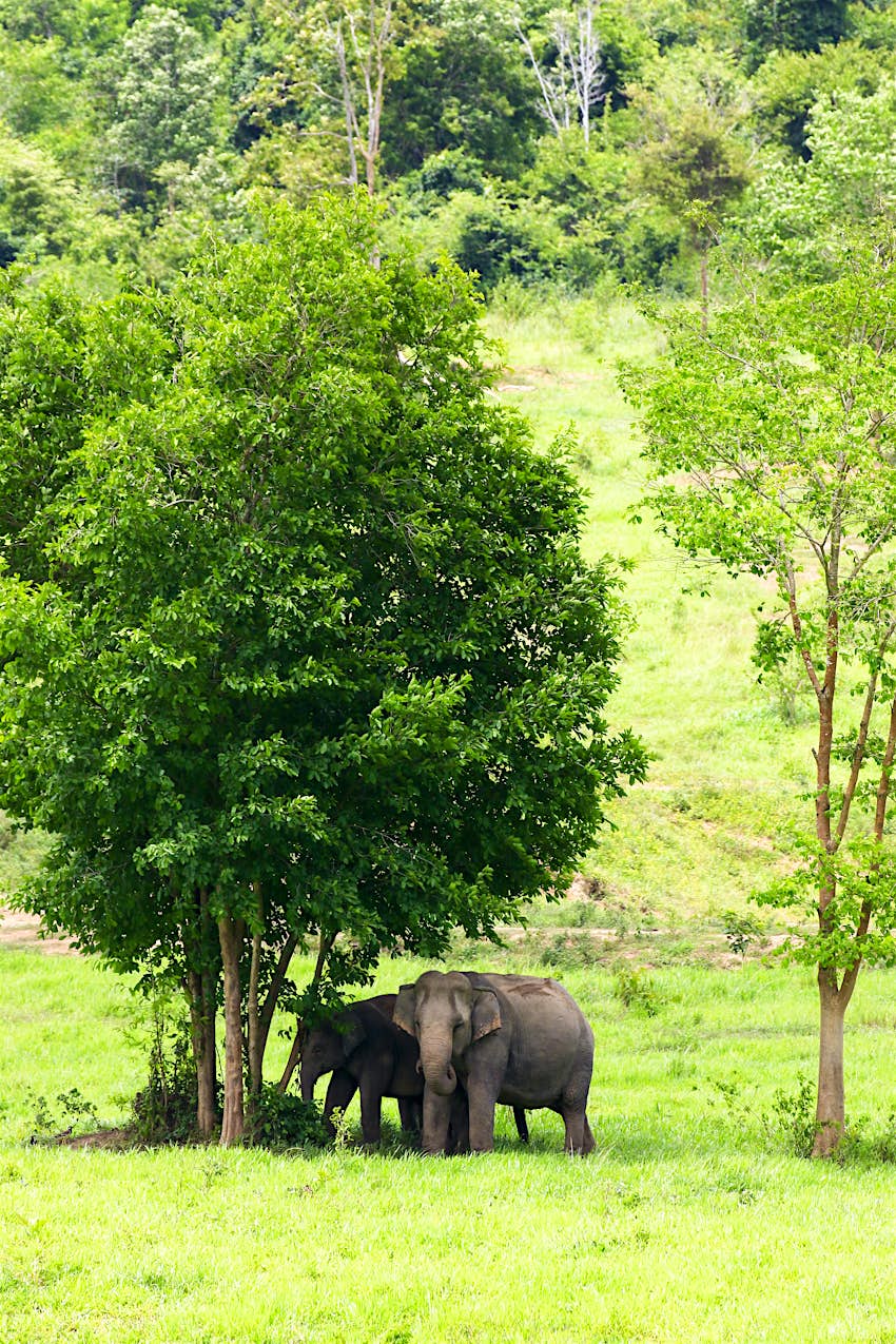 Cómo interactuar éticamente con los elefantes en Tailandia