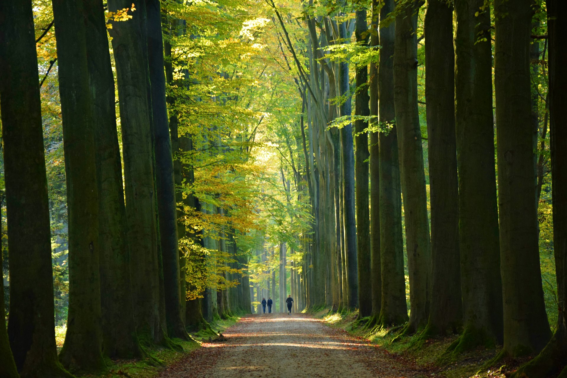 The expansive Forêt de Soignes is a southern stone’s throw away from Brussels