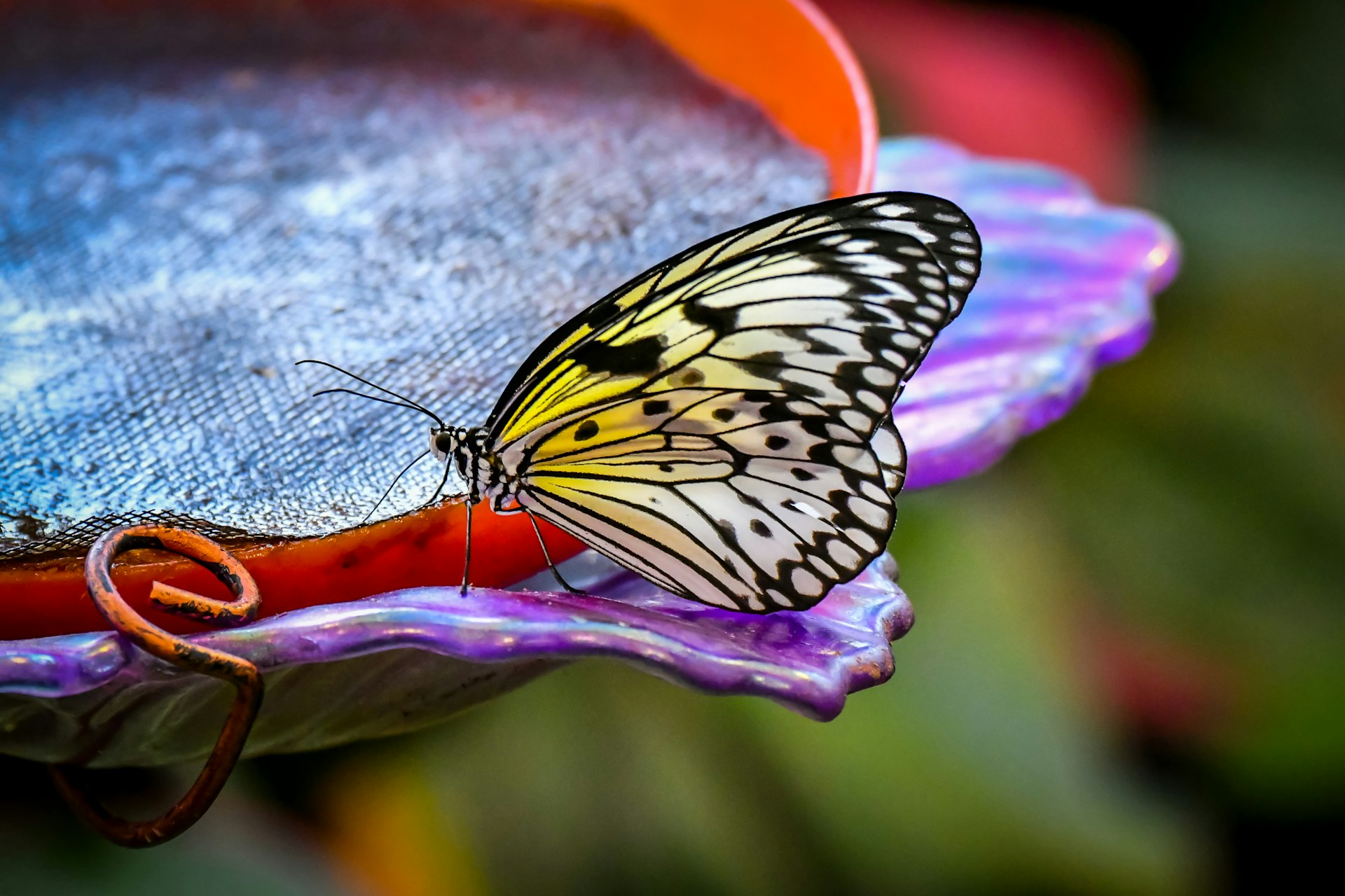 A monarch butterfly rests at Krohn Conservatory's ​annual fall Butterfly Show