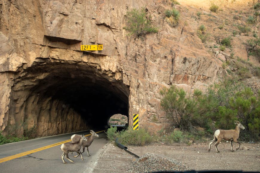 A family of bighorn sheep crosses the road, Morenci, Arizona