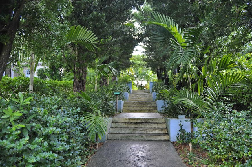 Lush greenery around stairs in Garden of the Groves, the Bahamas 