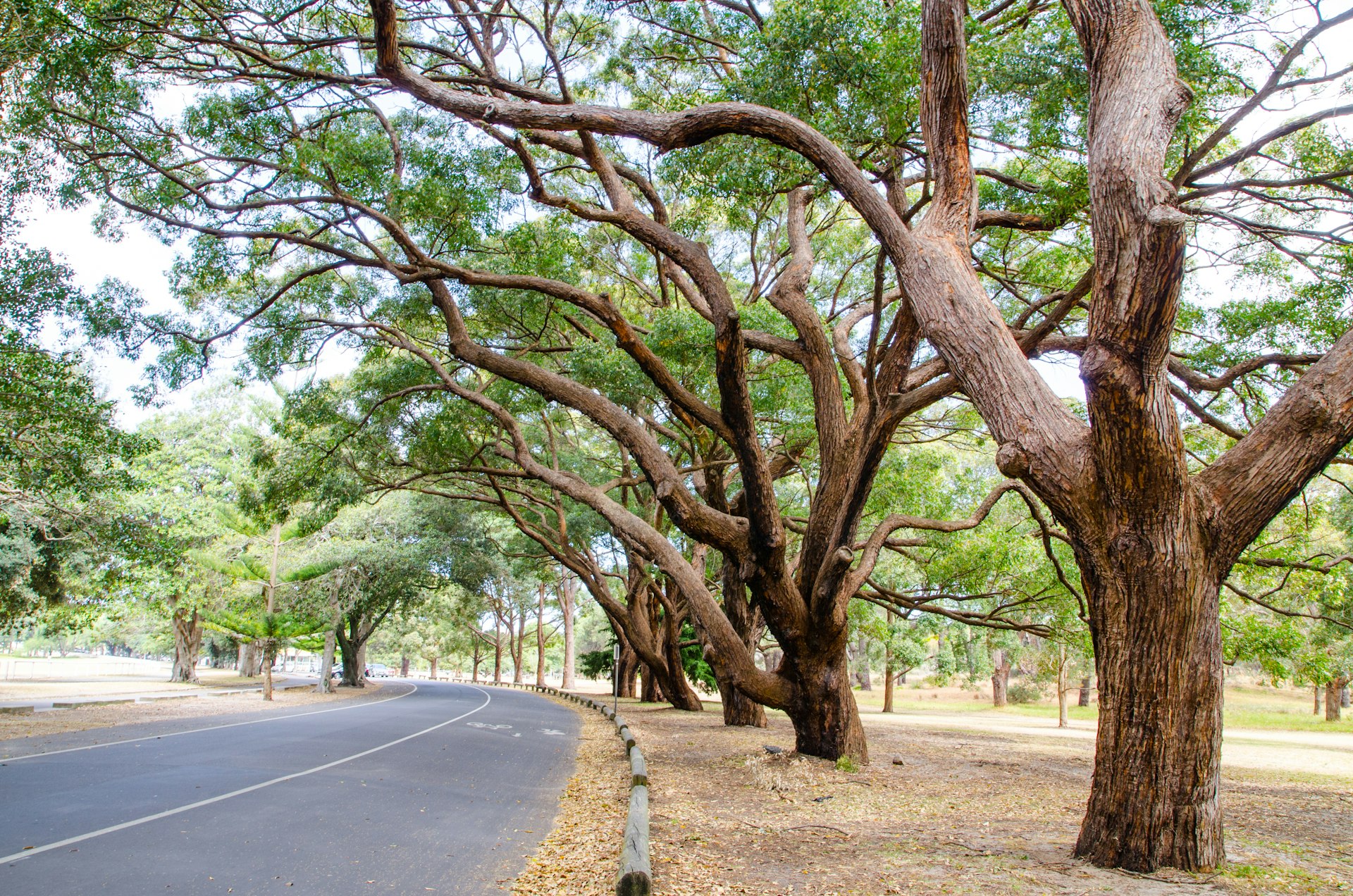 Beautiful trees in Centennial Park, Sydney, Australia