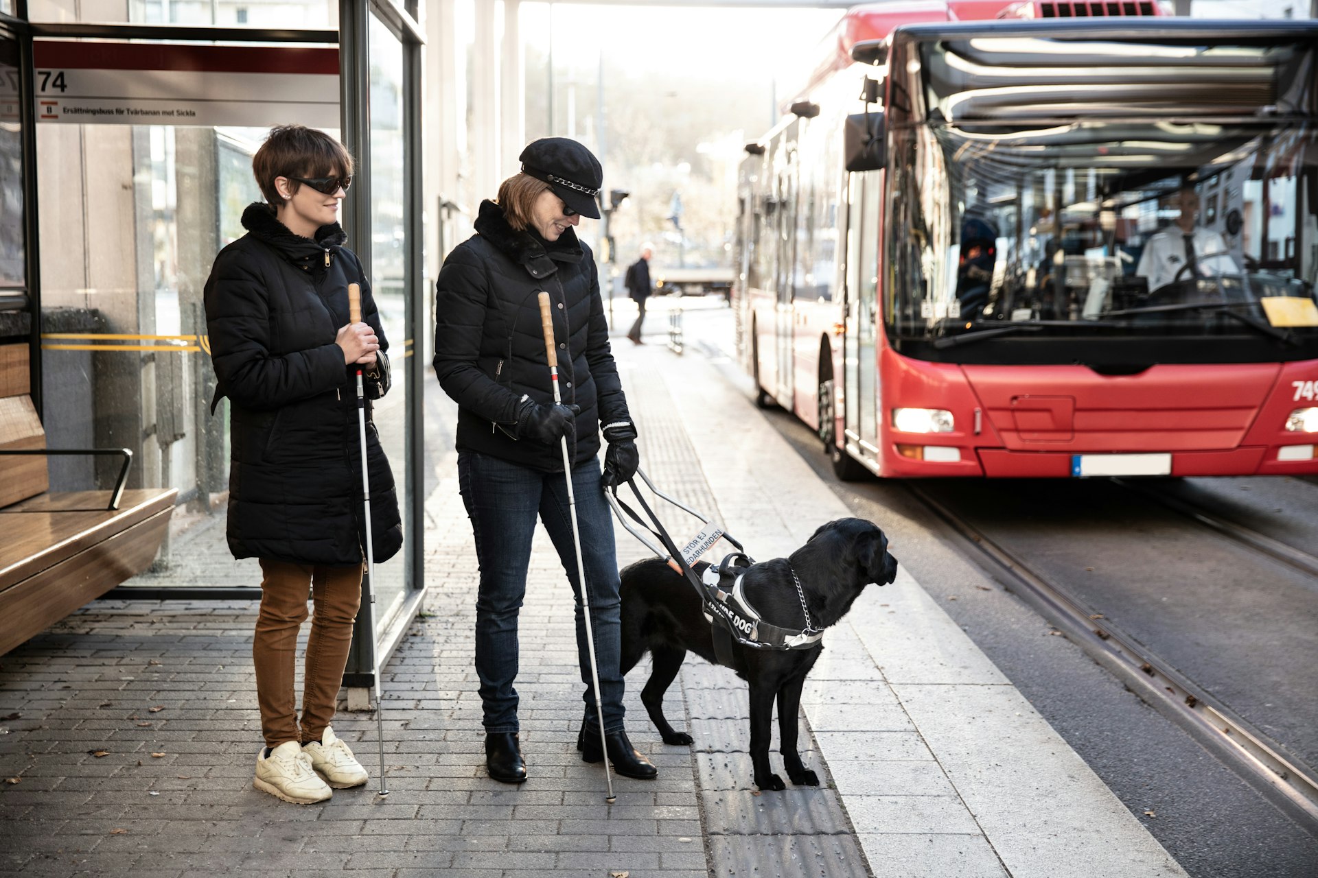 Guide dog leading visually impaired women towards bus in city