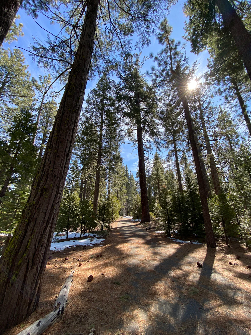 The sun shines through the trees in Sugar Pine Point, Lake Tahoe