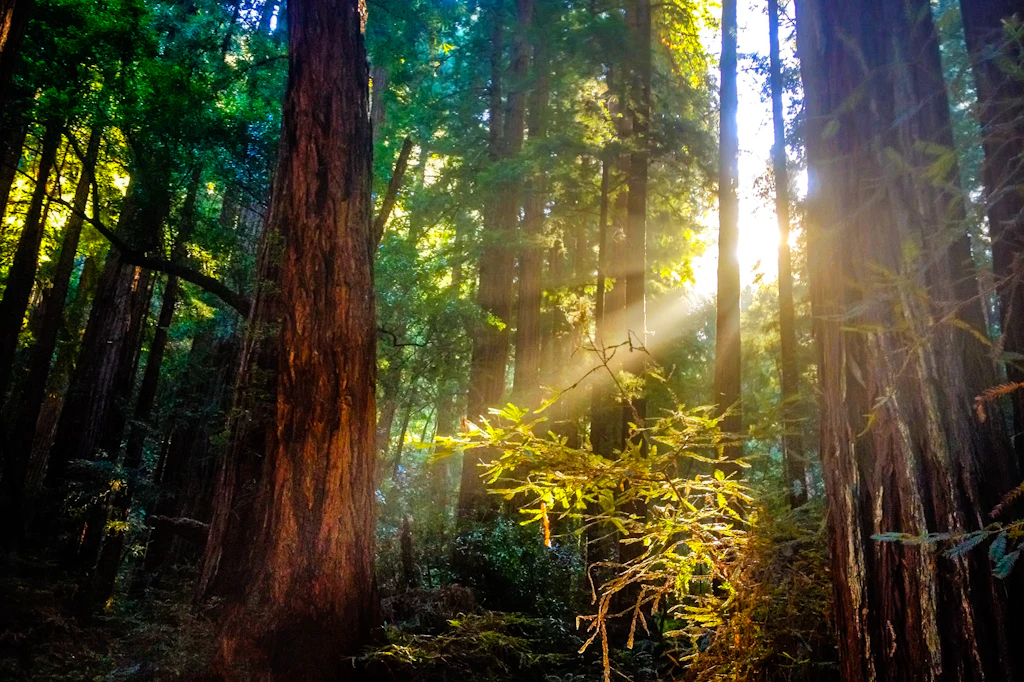 Muir Woods Muir Woods