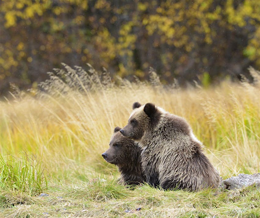   Dos cachorros de oso pardo vigilan a su madre mientras están sentados en una larga hierba en Chilcotin, Columbia Británica, en otoño.
