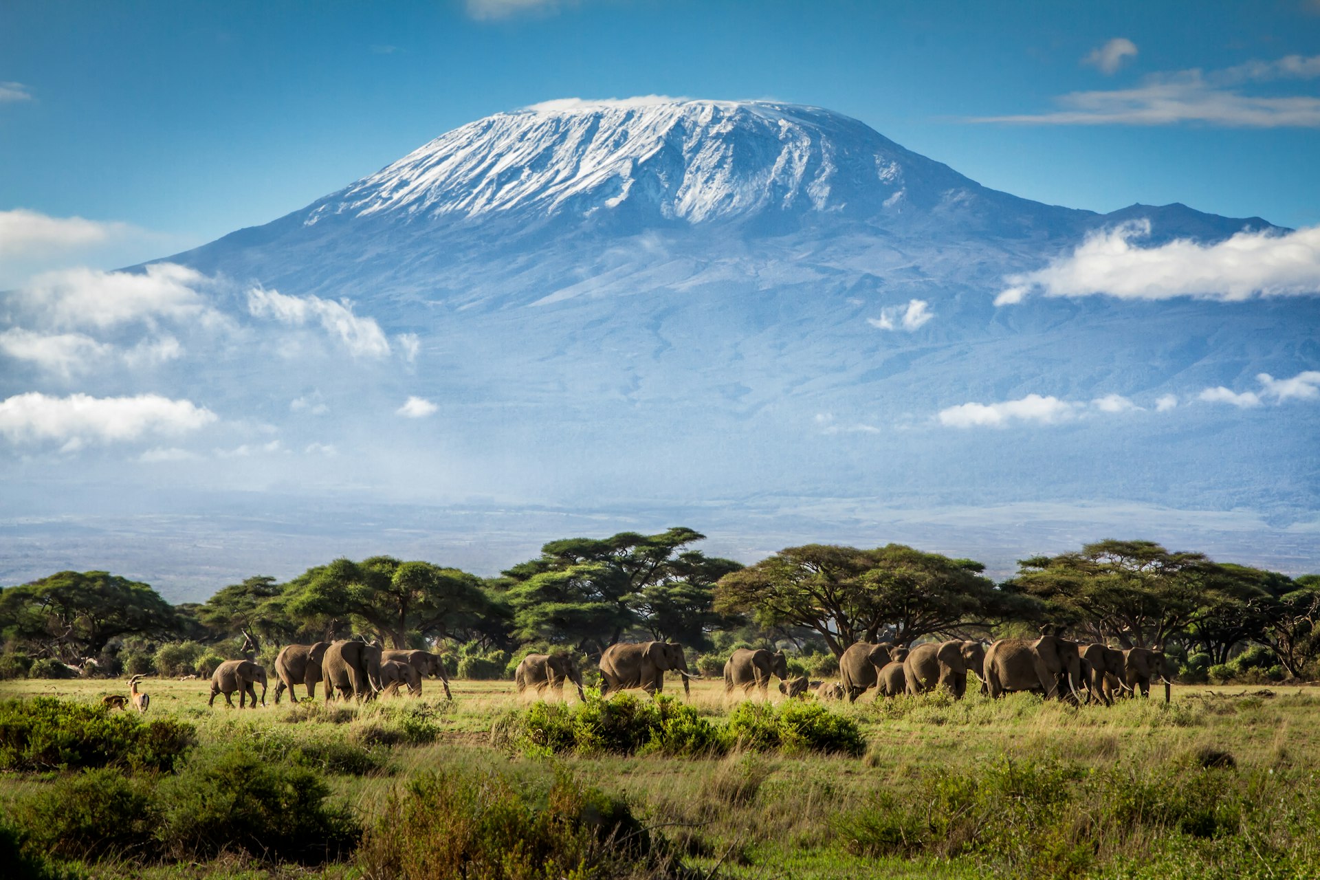 A herd of elephants in front of Mount Kilimanjaro