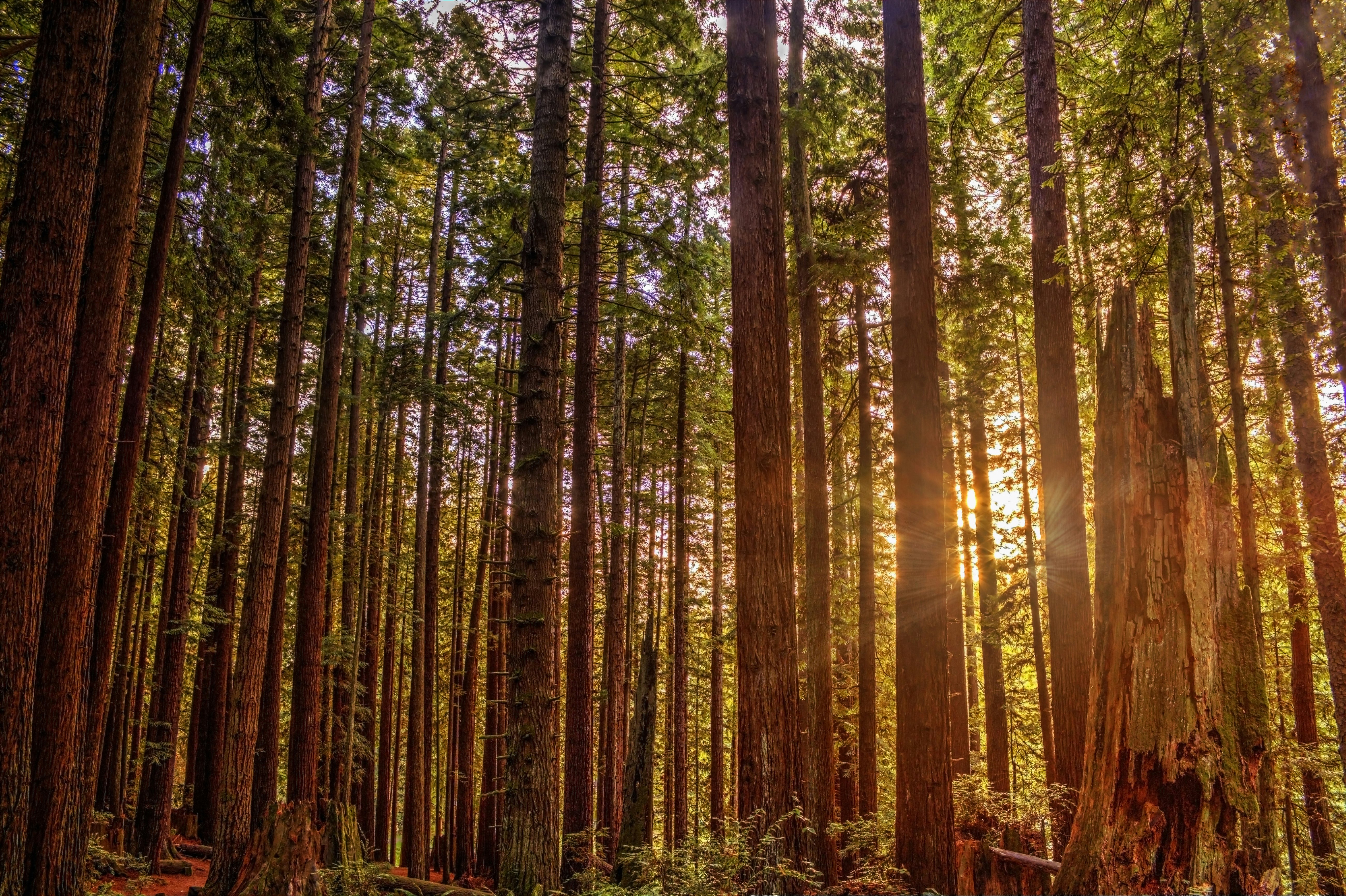 Sun shining through the redwood tree forest in Humboldt County, California.