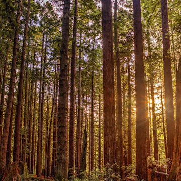 Sun shining through the redwood tree forest in Humboldt County, California.