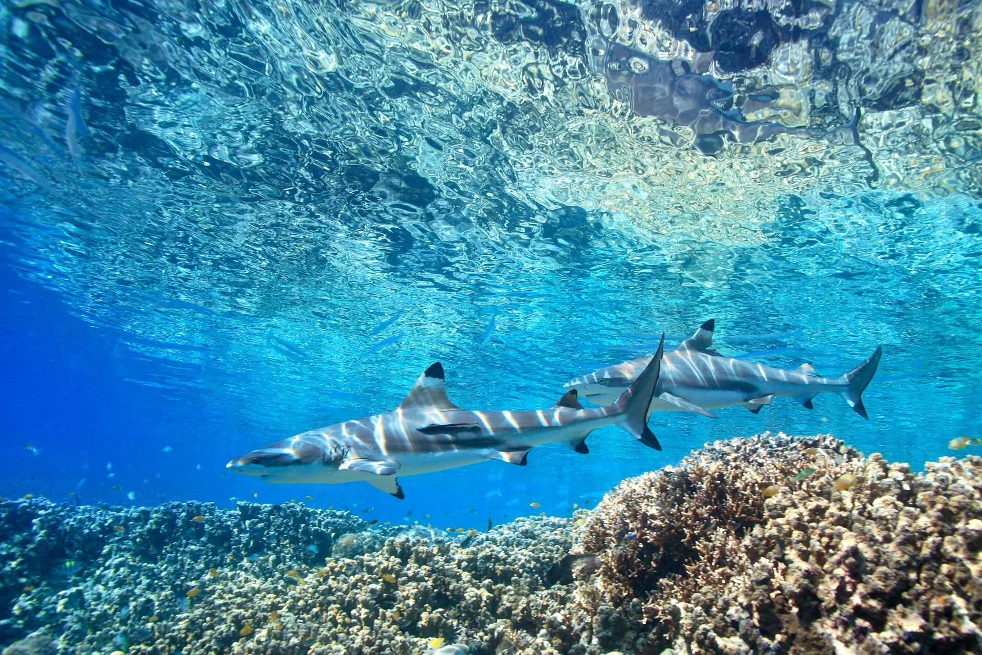 Two Blacktip Reef Sharks, Carcharhinus melantopterus, swimming over shallow corals on the reef edge with the surface above.