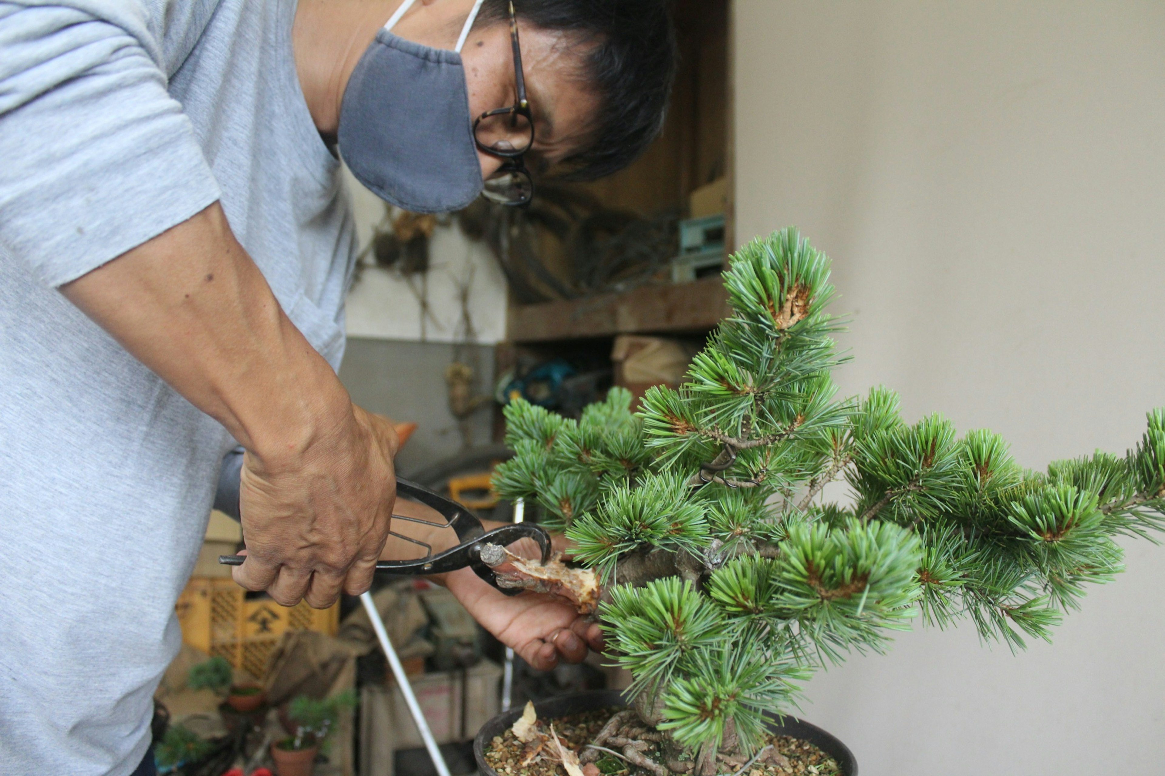 Bandai-Asahi-Bonsai.JPG