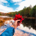 Hand with red maple leaves in front of lake in canada