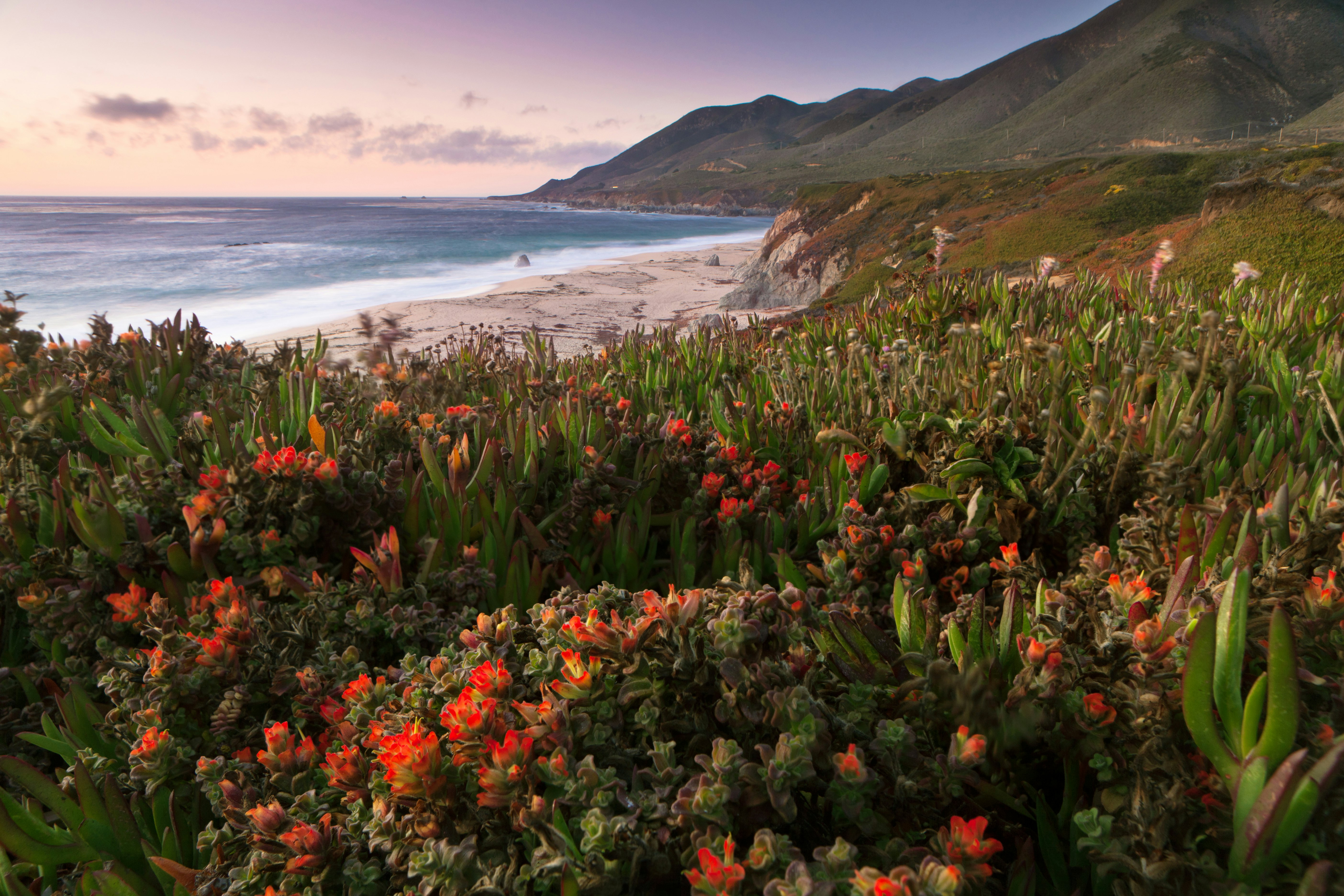 Blooming flowers, Garrapata State Park