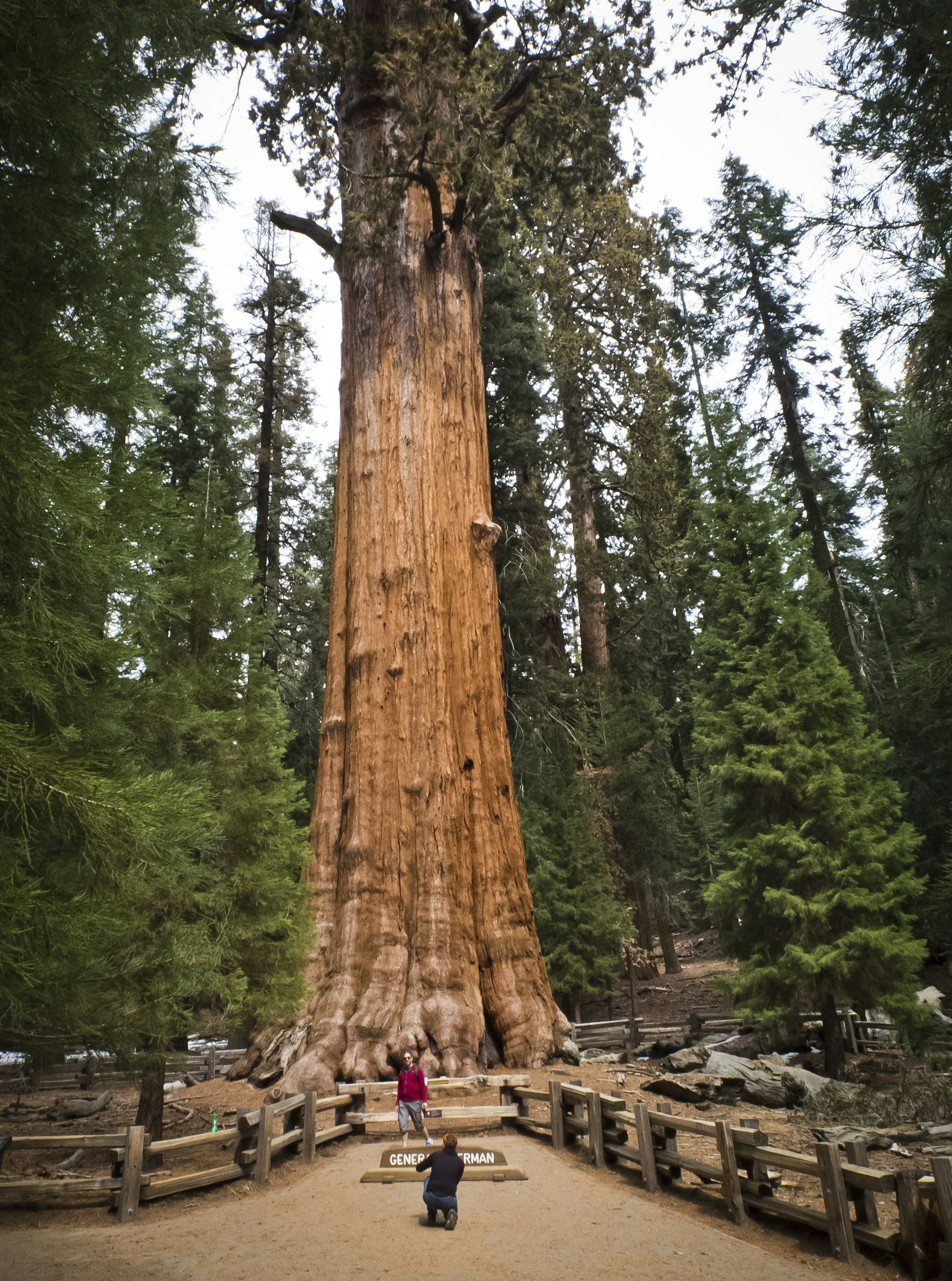 Tourist posing for a photo next to the General Sherman Giant Sequoia