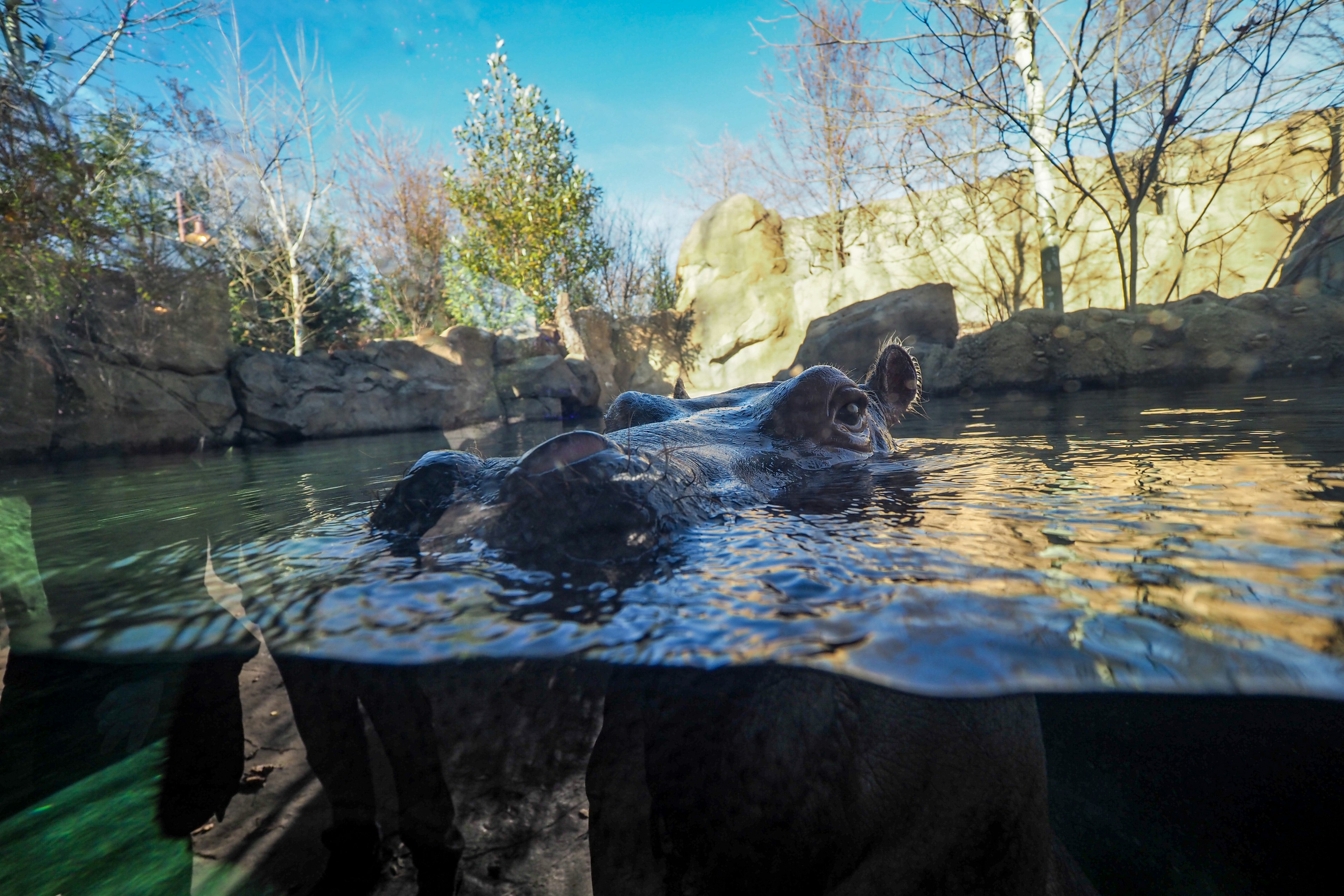 Fiona the hippo at the Cincinnati Zoo & Botanical Garden