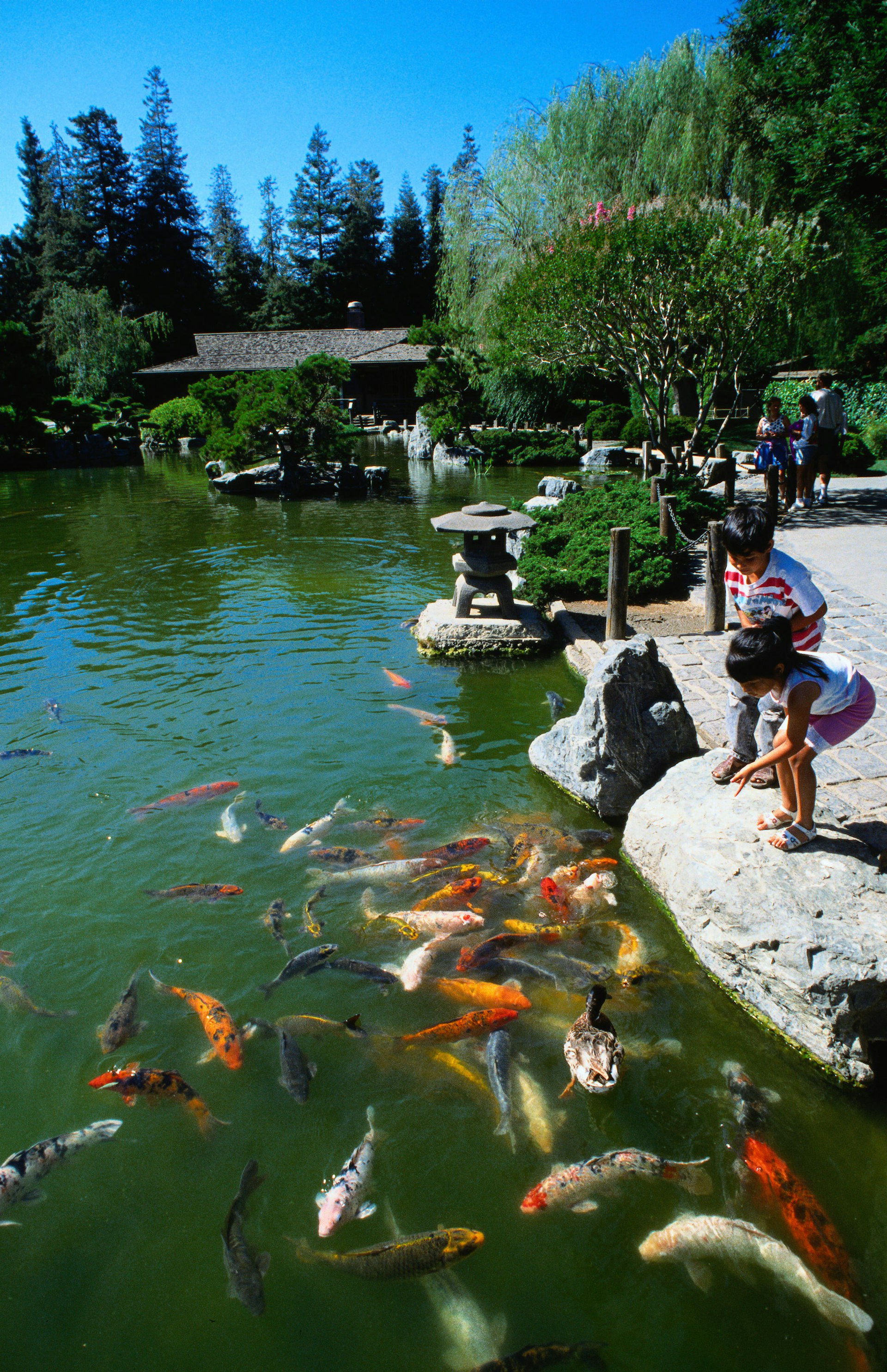 Children feed large gold-and-white fish in a pond