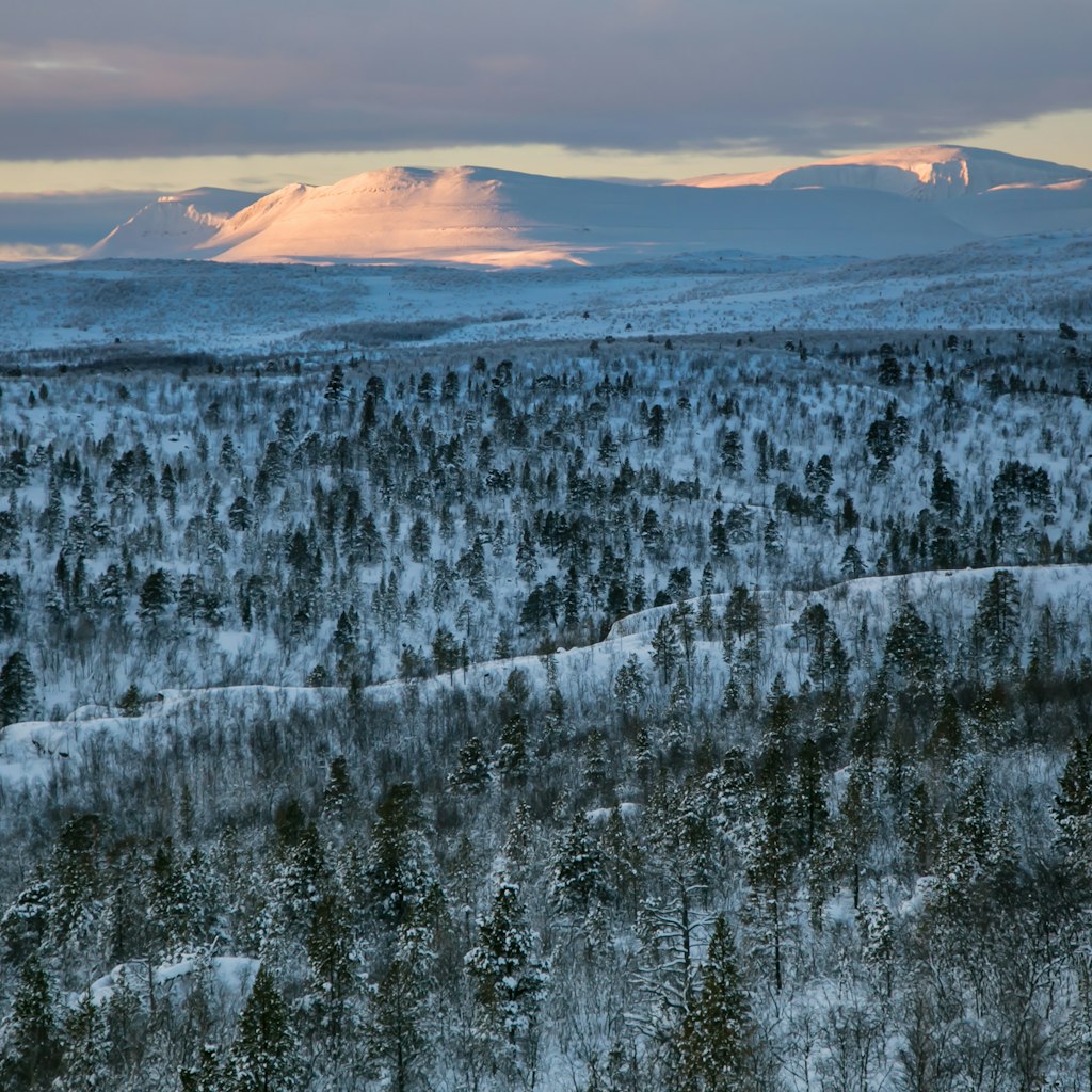 Stabbursdalen National Park is home to the northernmost pine forest in the world.