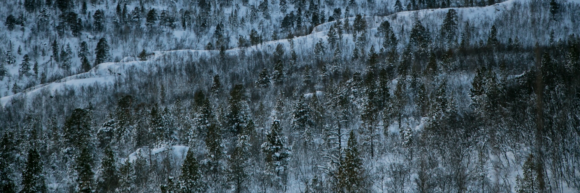 Stabbursdalen National Park is home to the northernmost pine forest in the world.