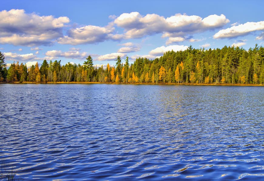 A large empty lake lined with tall pine trees with yellowing leaves