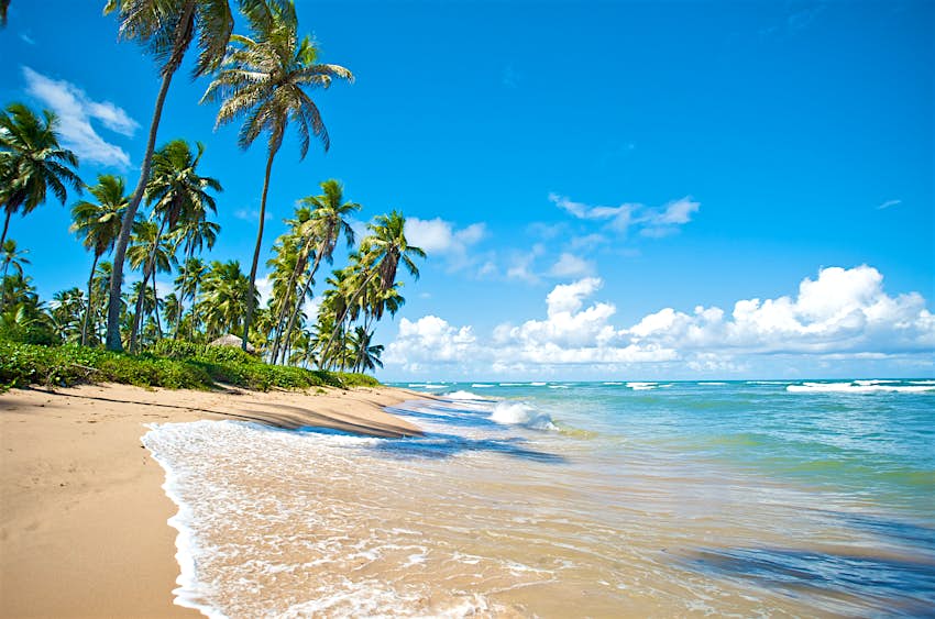 Tropical beach with palm trees and white sand in Salvador de Bahia, Brazil