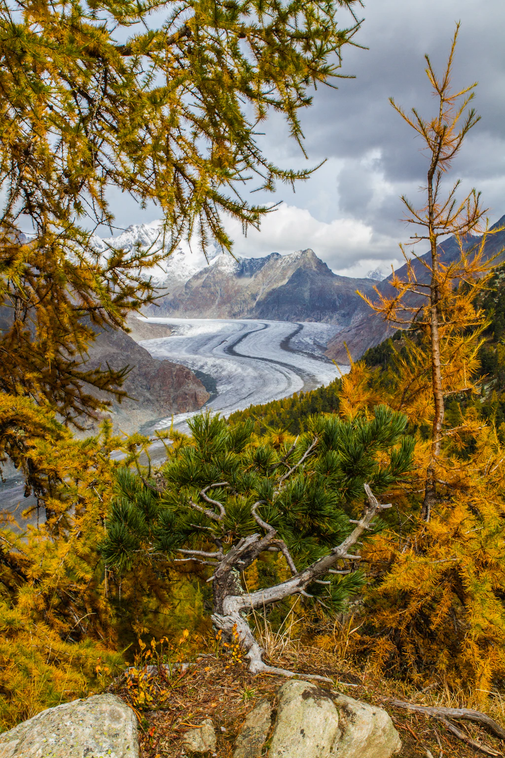 A view from the Aletsch Forest overlooking the mighty Aletsch Glacier, which appears like a meandering river of white ice.