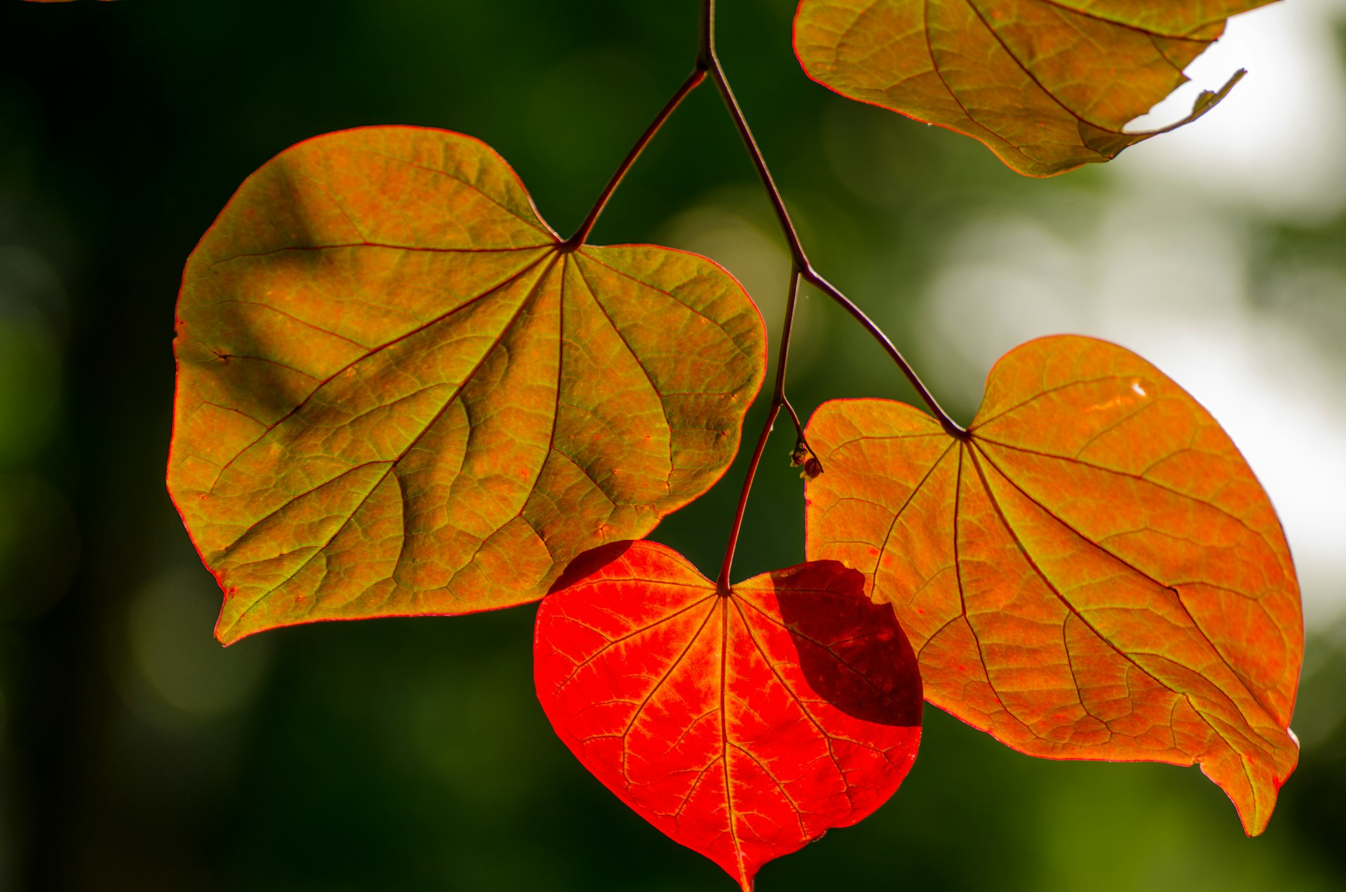 Fall leaves 