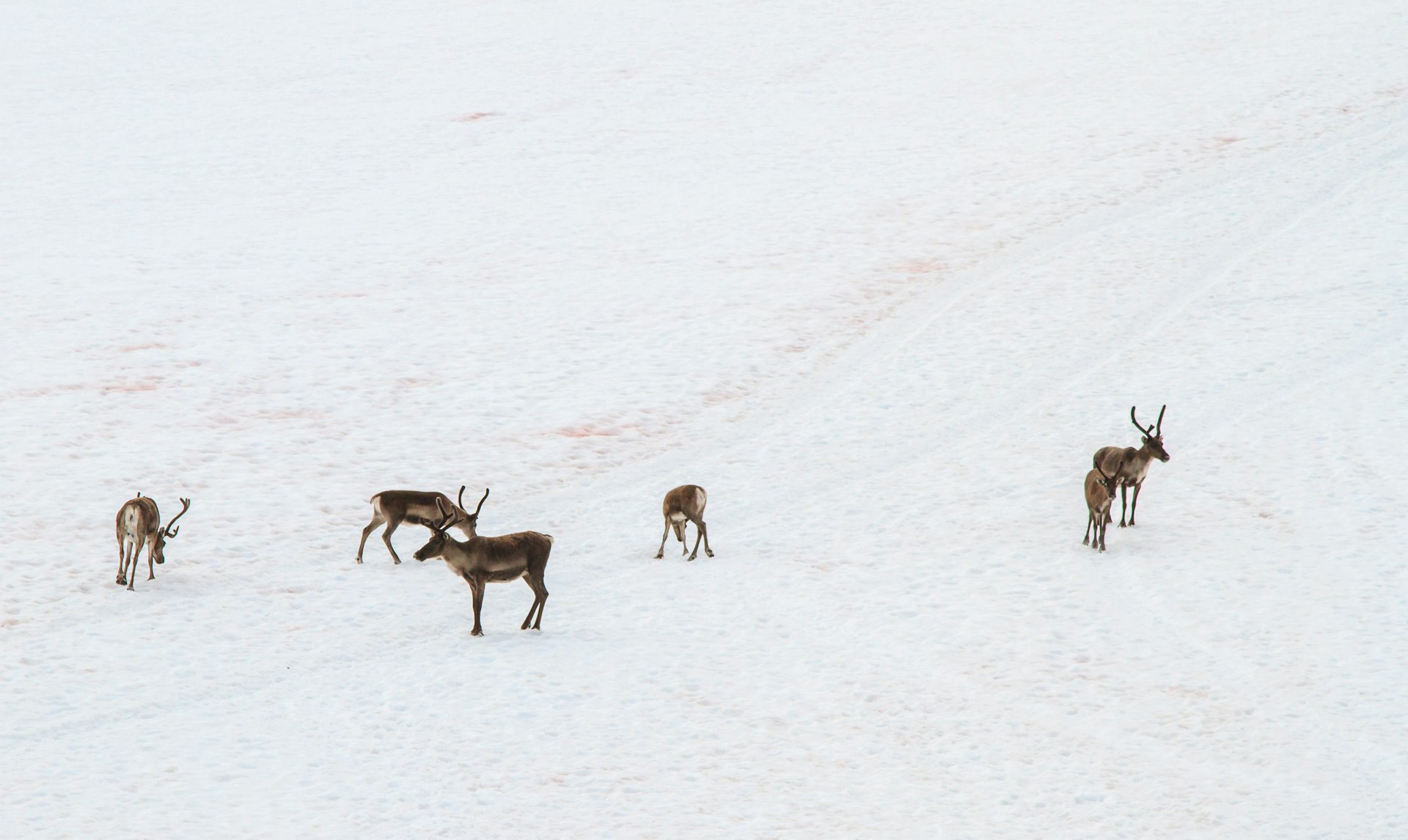 Herd of reindeer on the glacier