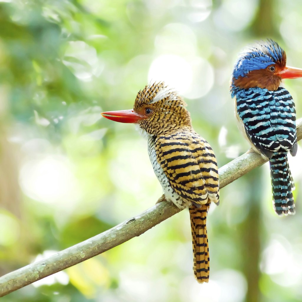 Banded kingfisher birds
