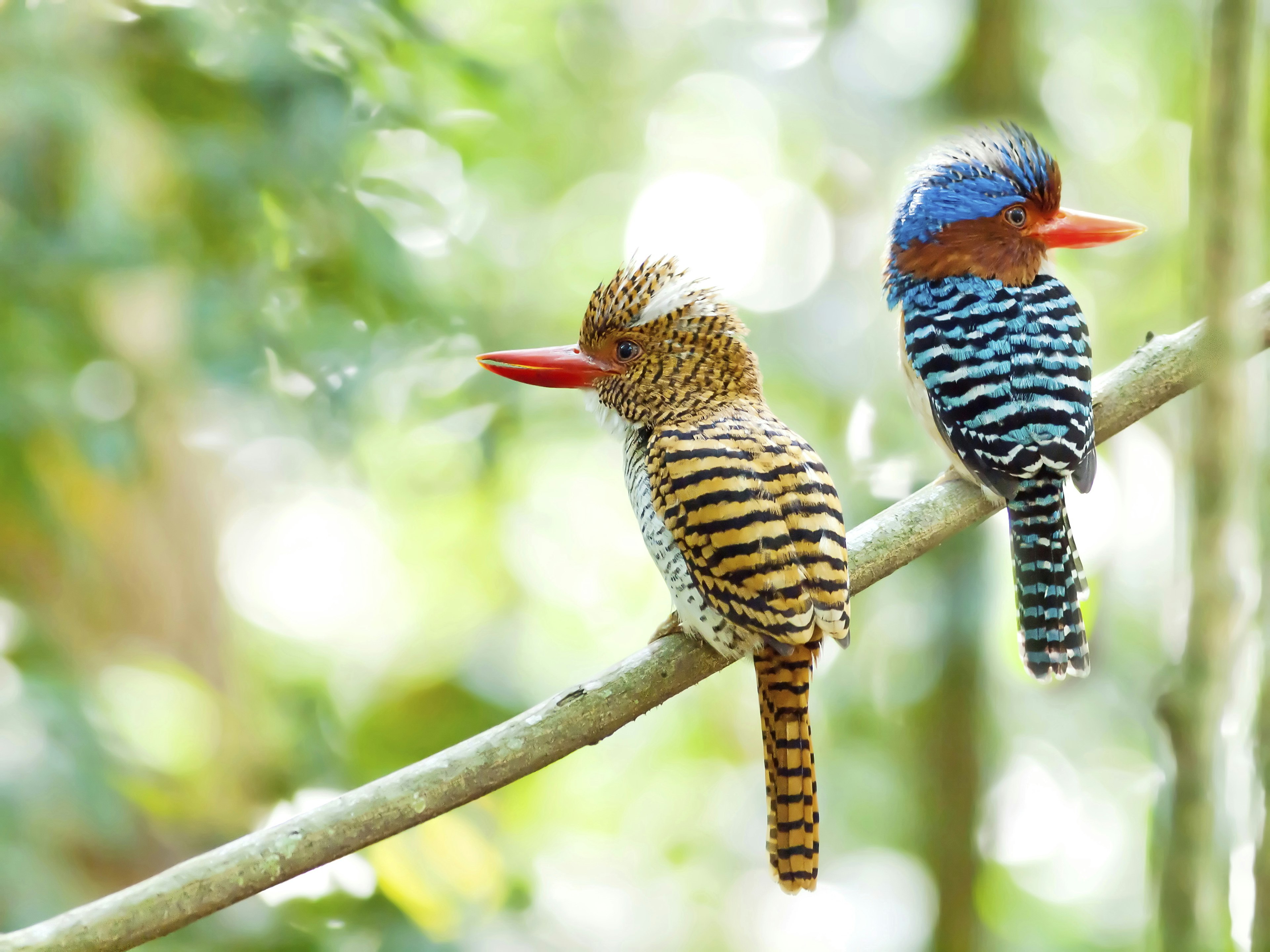 Banded kingfisher birds