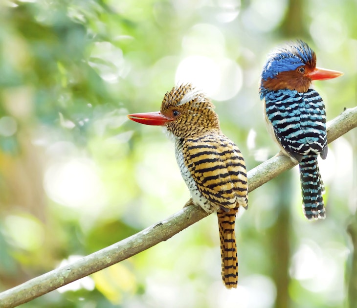 Banded kingfisher birds