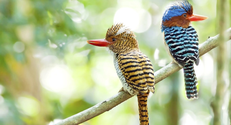 Banded kingfisher birds