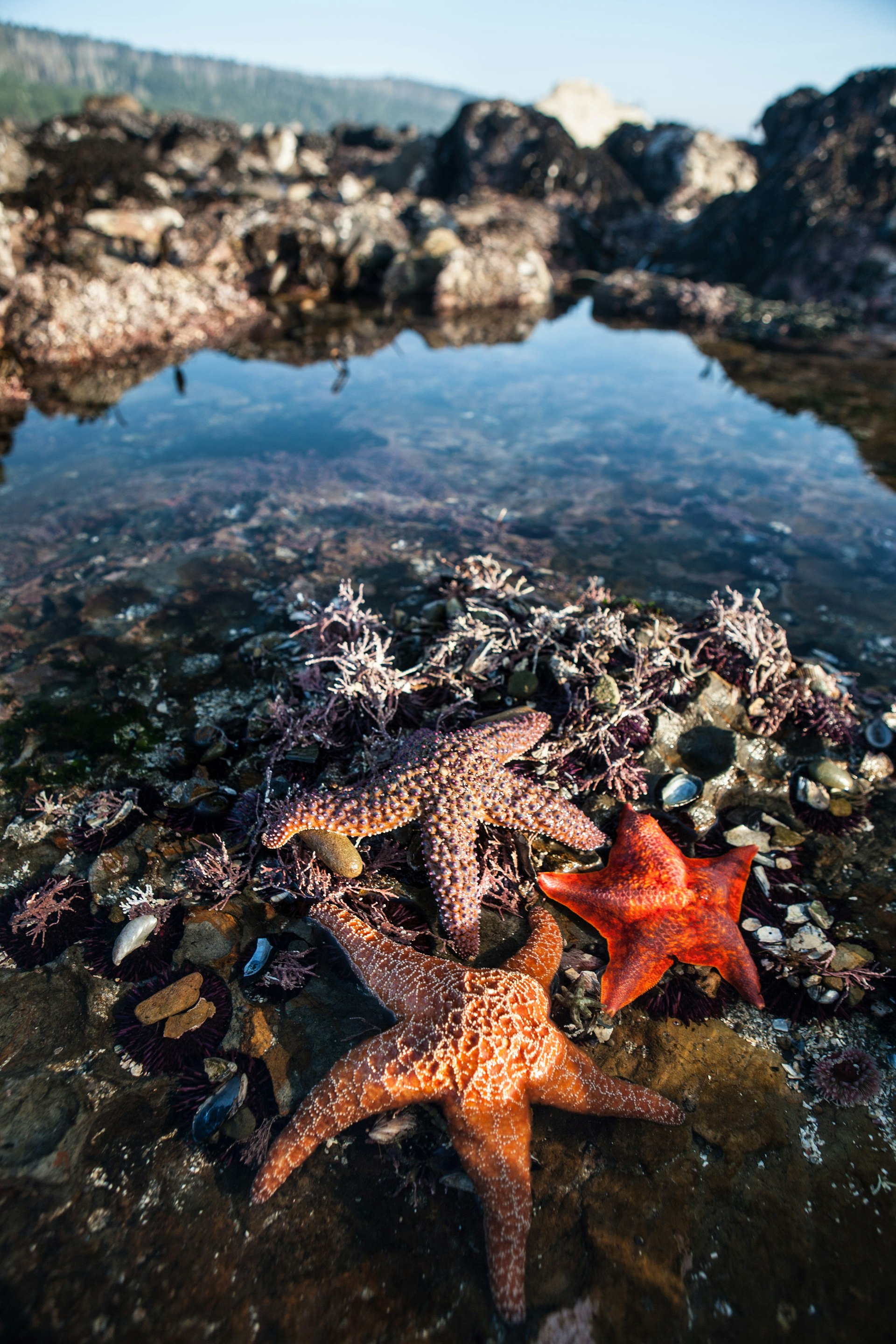 Colorful Starfish in Tide Pool