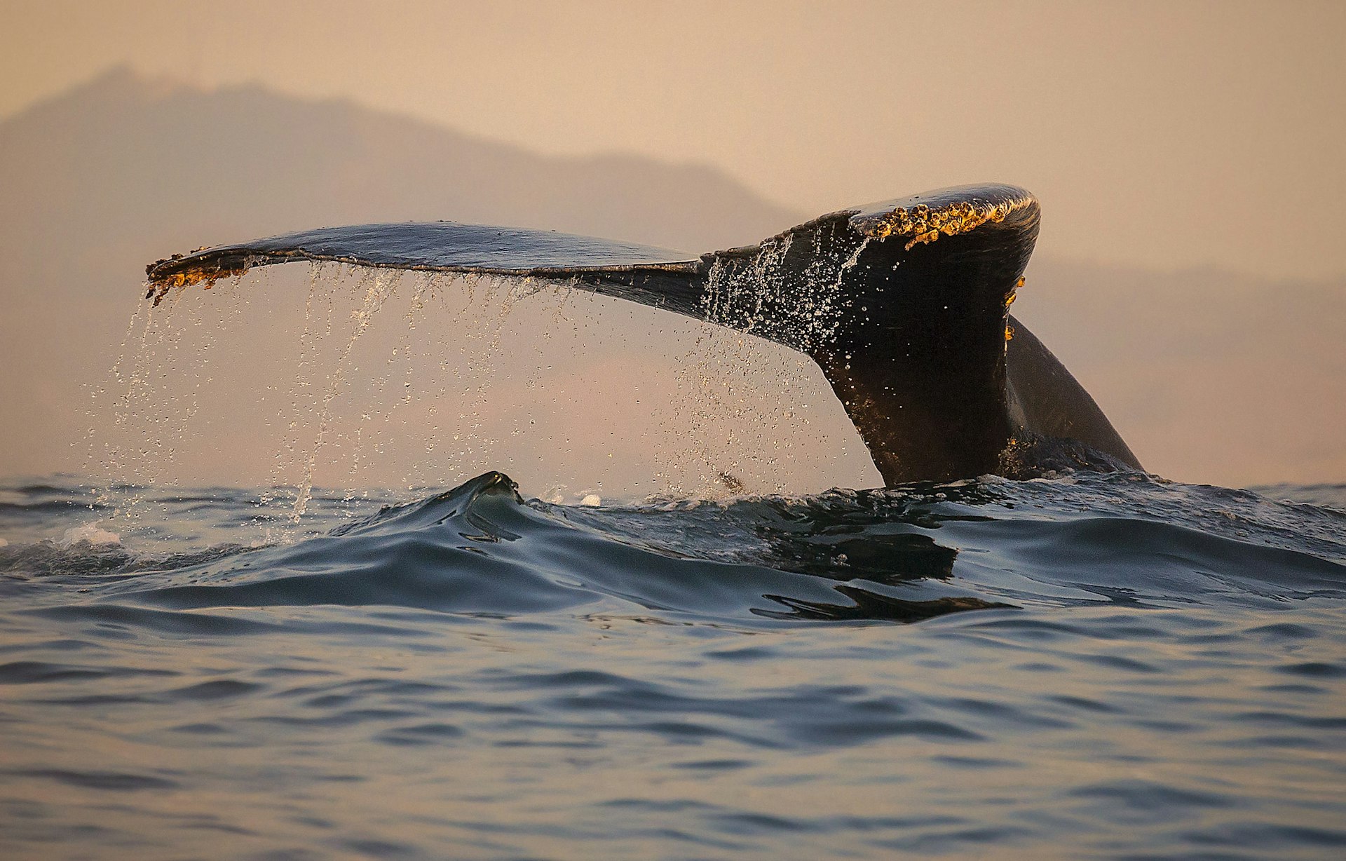 Humpback Whale at Big Sur