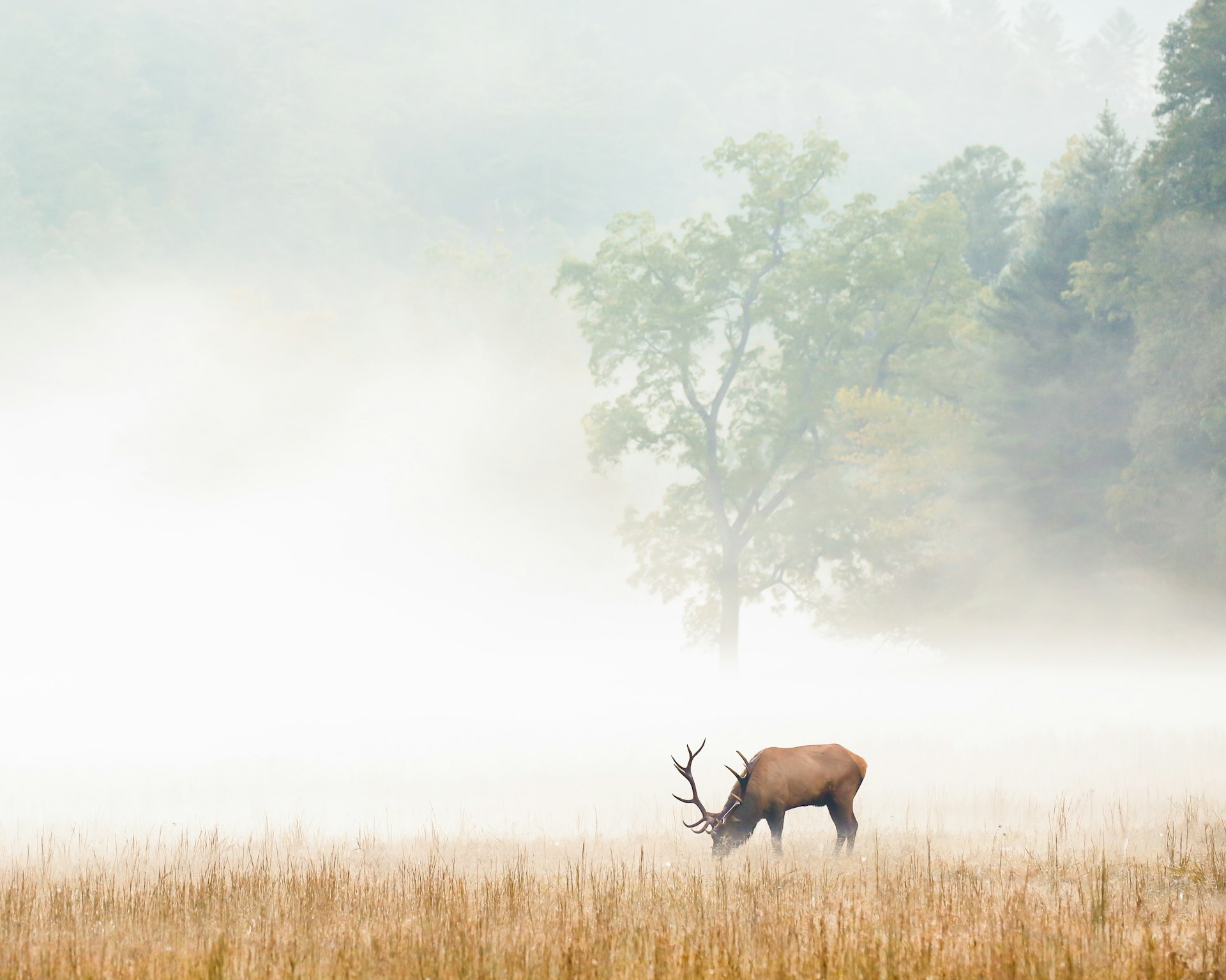 Elk grazing in a meadow with a foggy forest in background in Cataloochee Valley
