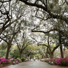 Live oak trees and Spanish moss at Forsyth Park.