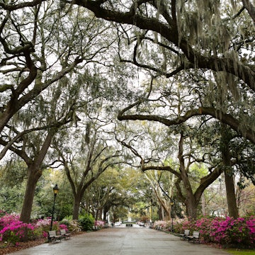 Live oak trees and Spanish moss at Forsyth Park.