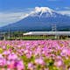 MAY 5, 2017: Shinkansen or JR Bullet train running past a flowering field in Shizuoka during spring with Mt. Fuji in the background.