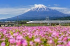 MAY 5, 2017: Shinkansen or JR Bullet train running past a flowering field in Shizuoka during spring with Mt. Fuji in the background.