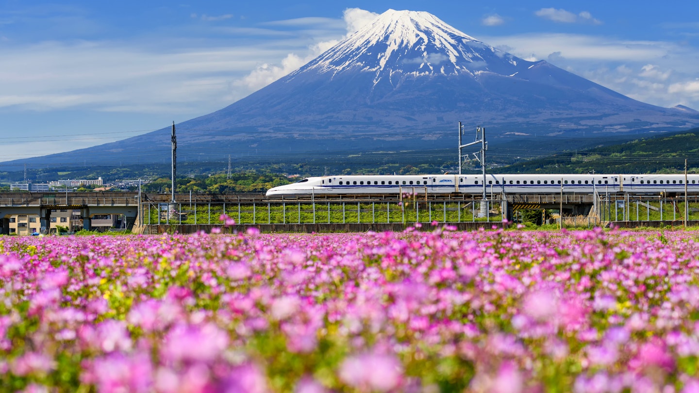 MAY 5, 2017: Shinkansen or JR Bullet train running past a flowering field in Shizuoka during spring with Mt. Fuji in the background.