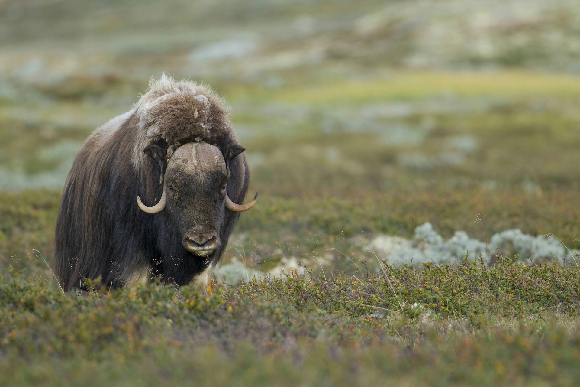 Musk ox at Dovrefjell-Sunndalsfjella National Park