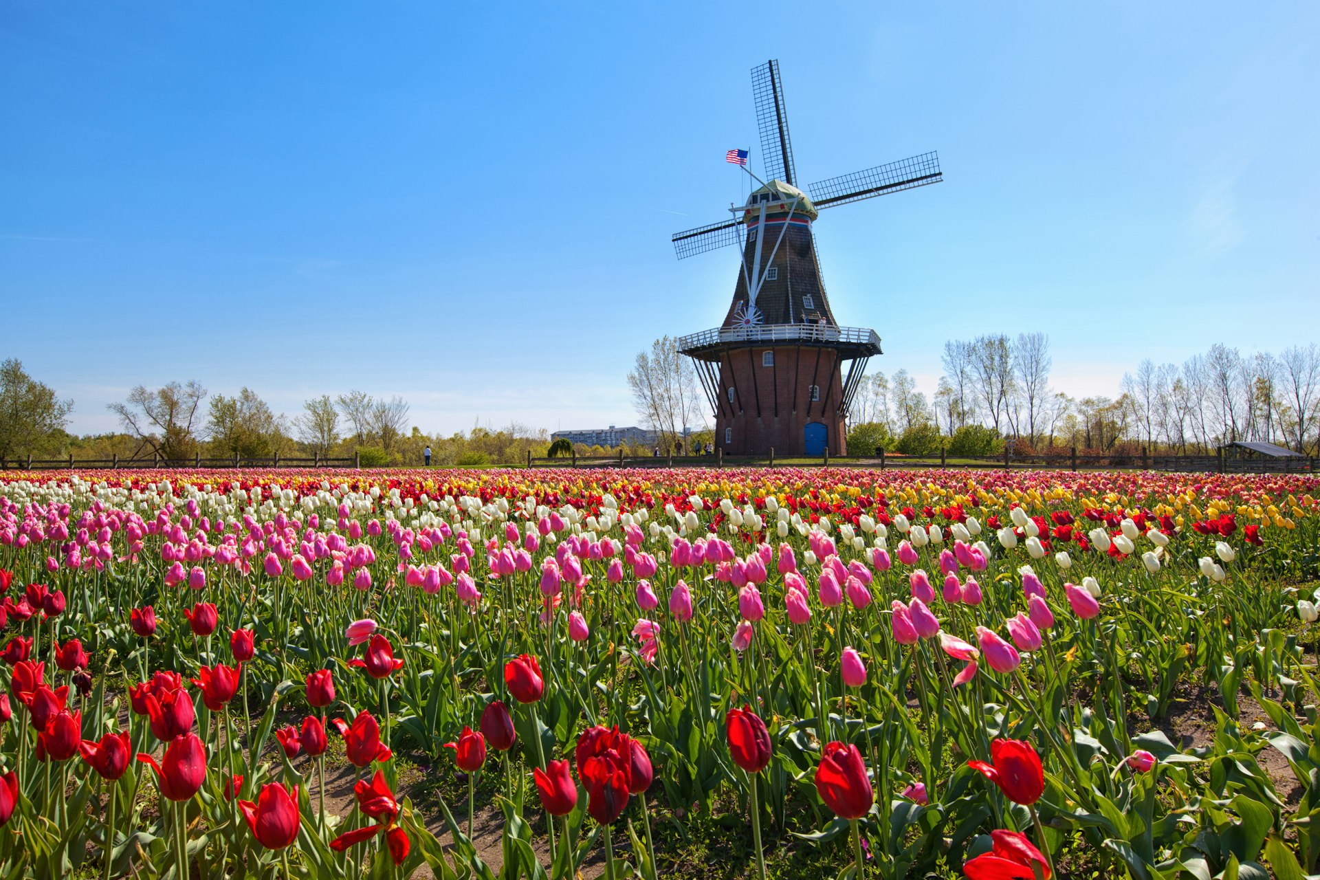 An authentic wooden windmill from the Netherlands rises behind a field of tulips in Holland Michigan