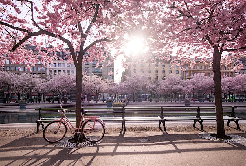Cherry blossoms and pink bike at Kungstradgarden, Stockholm