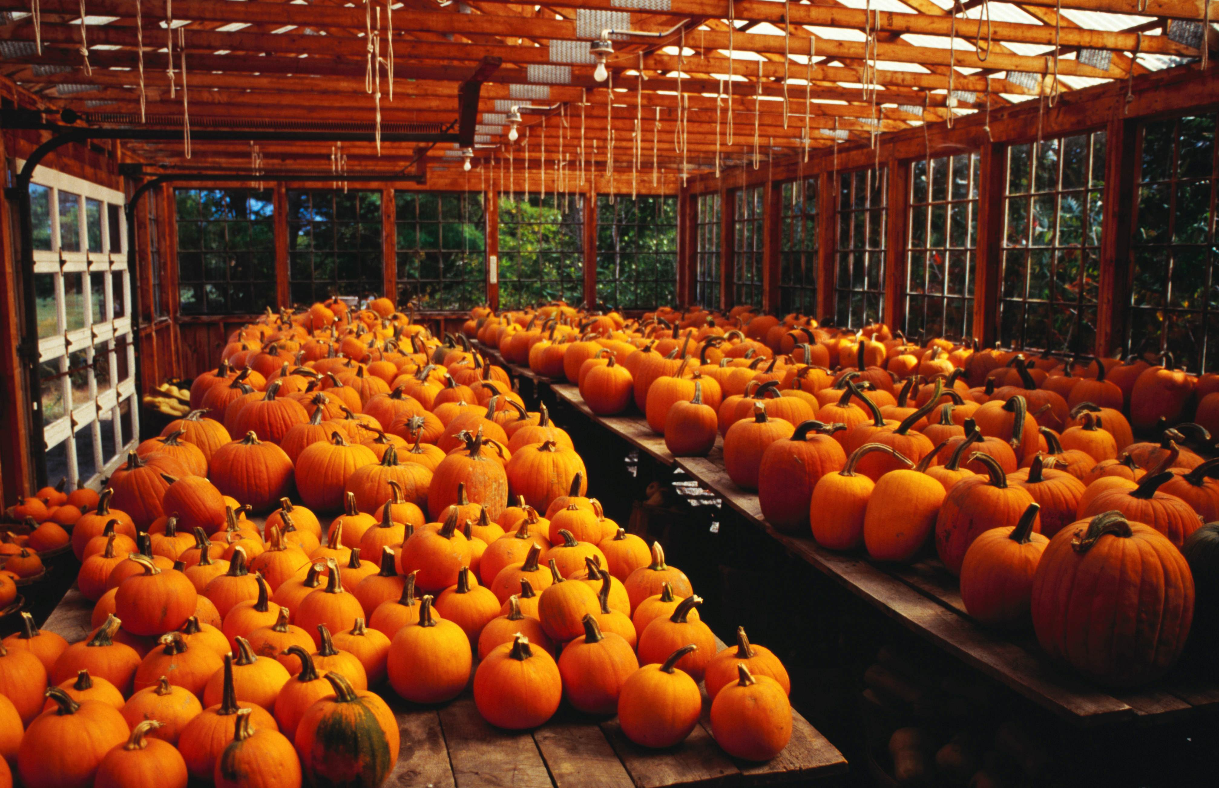 Many pumpkins sitting on tables in Ogunquit.