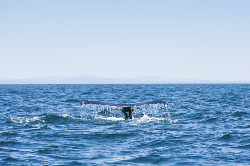 Tale of Humpback Whale in Bay of Fundy