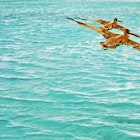 A pair of pelicans gliding over the ocean.