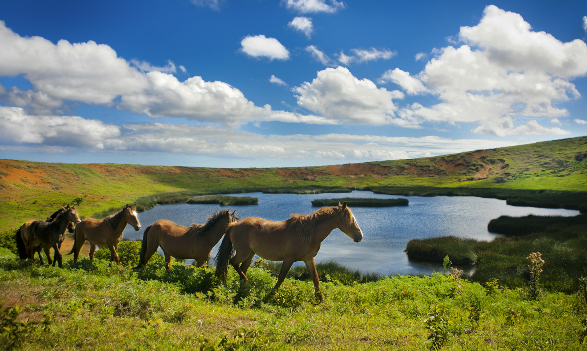 Horses at Rano Raraku volcanic crater lake at Rano Raruku quarry.