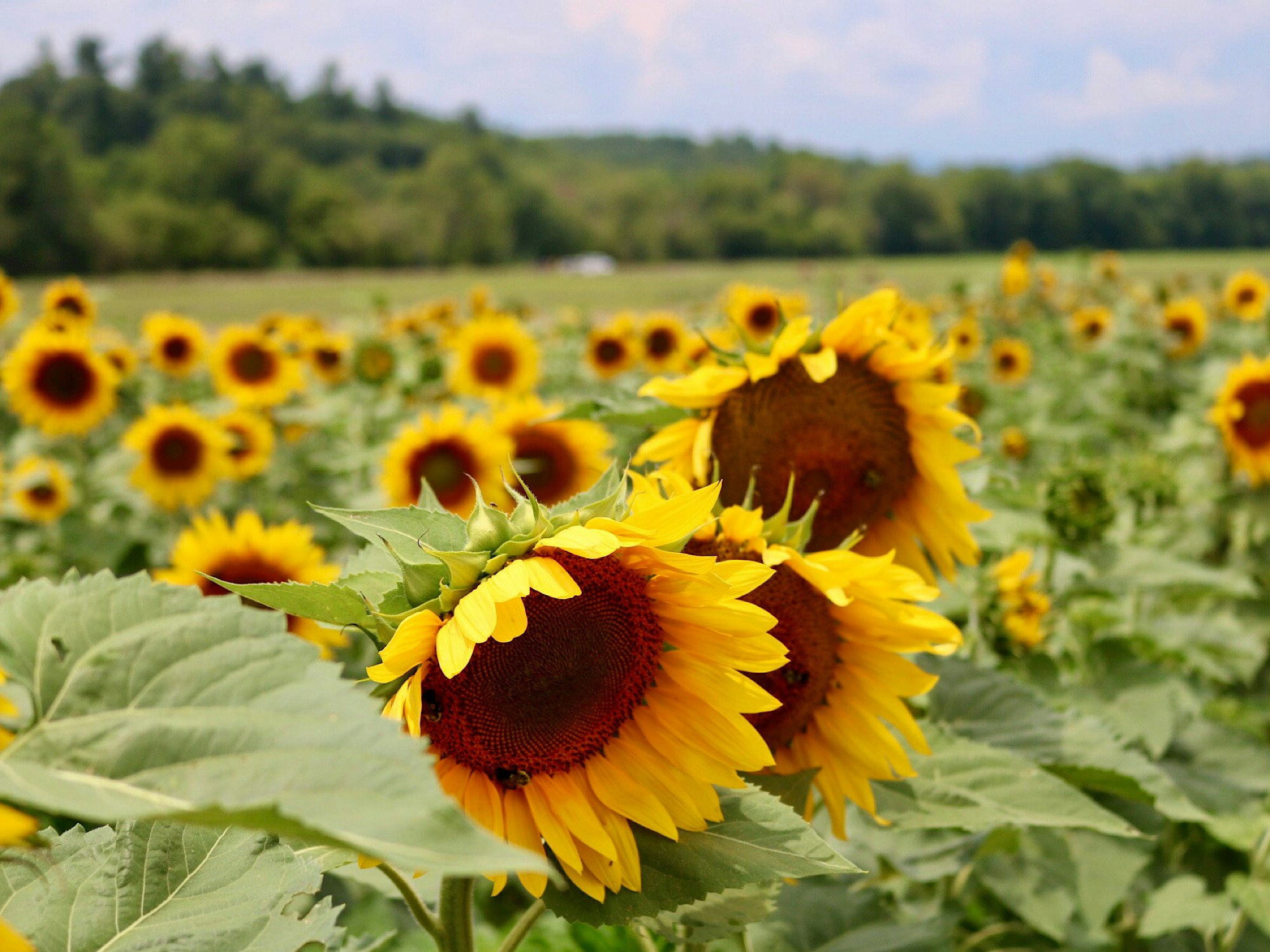 North Carolina Sunflower Field
