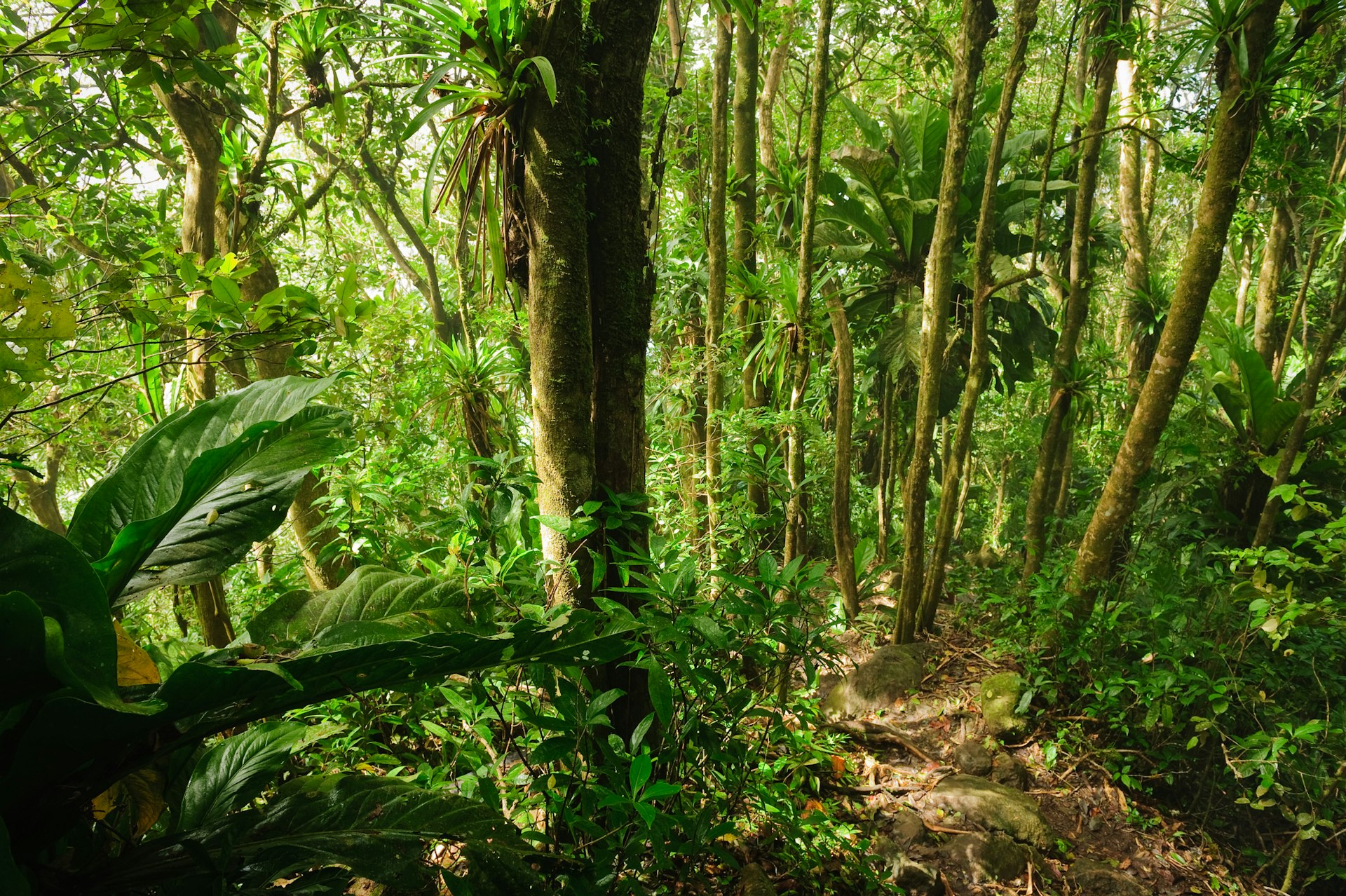 Rainforest on Petit Piton, Saint Lucia