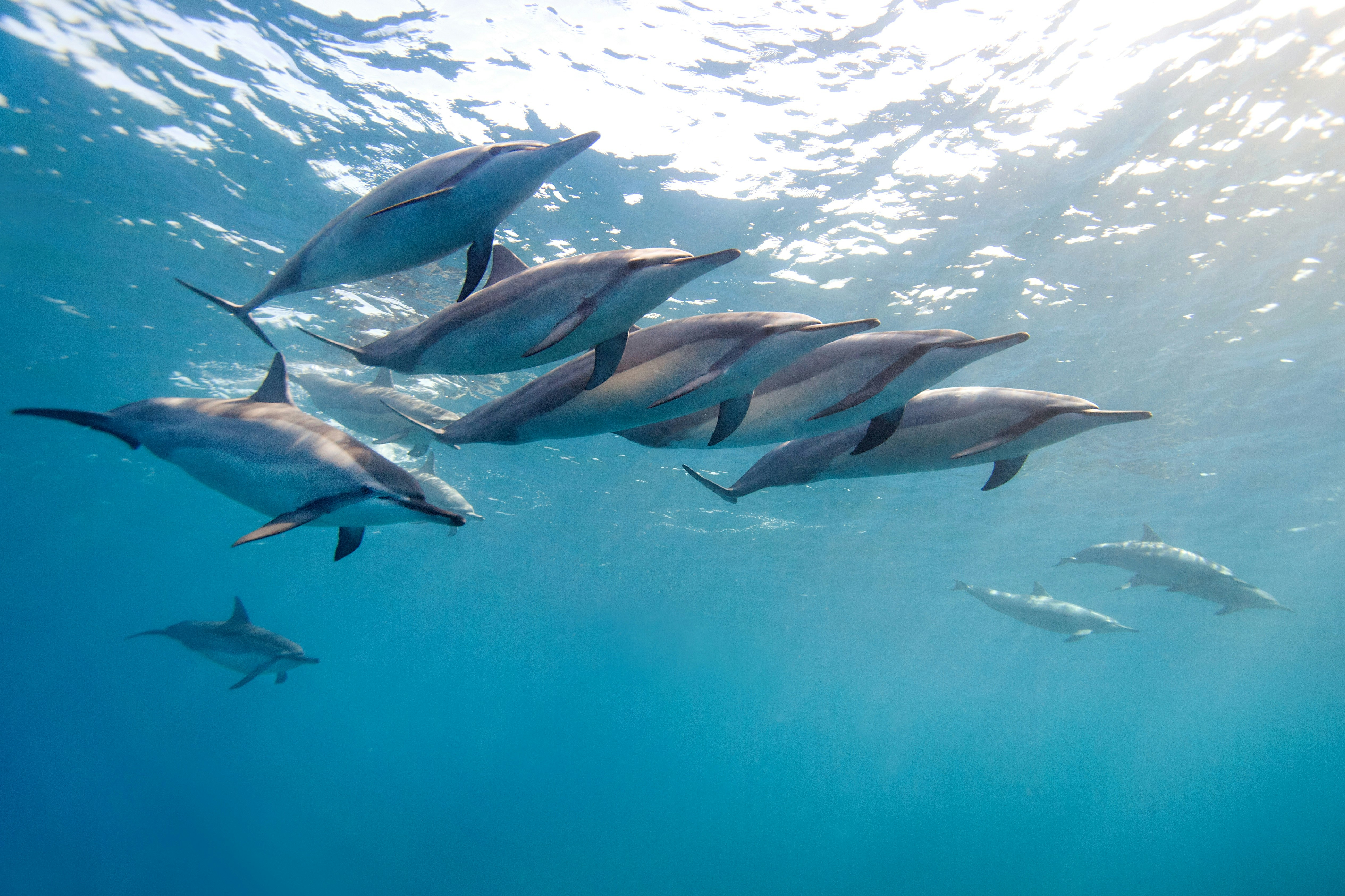 Wild Spinner Dolphins