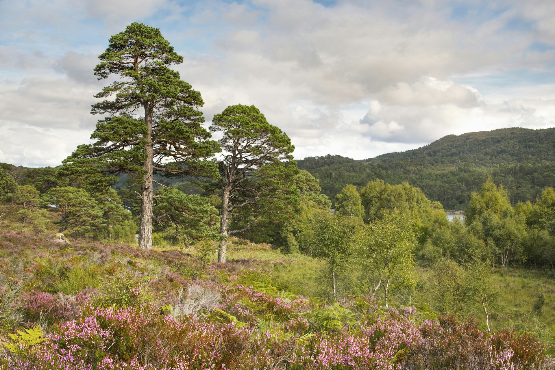 Scots Pines at Glen Affric, Grant Willoughby.jpg